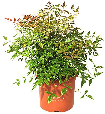 KENTIS - Nandina Domestica - Heiliger Bambus - Pflanzen Sträucher - Hoch 80-100 cm Topf Ø 24 cm