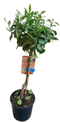 Naranjo en Maceta – Árbol Natural de 100cm para el Huerto y la Terraza