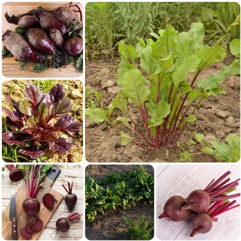 Semillas de remolacha orgánicas, cobertura del suelo, Semillas de remolacha, Beta vulgaris, jardín antiguas variedades 500pcs