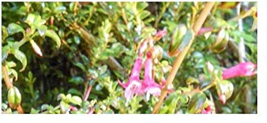 Pcs - 10x Fuchsia Microphylla Arbuste Jardin Plantes - Graines ID1350 - Seeds & Plants Shop by Ipsa