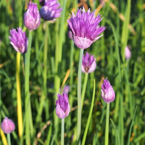 Pianta vera di Erba cipollina - Diametro Vaso Ø 14 cm