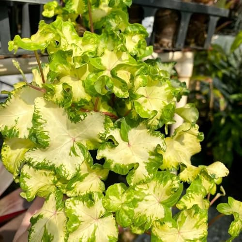semi di edera, le da giardino roccioso sono resistenti Semi di edera a crescita rapida - regali per giardinieri esotiche 250pcs
