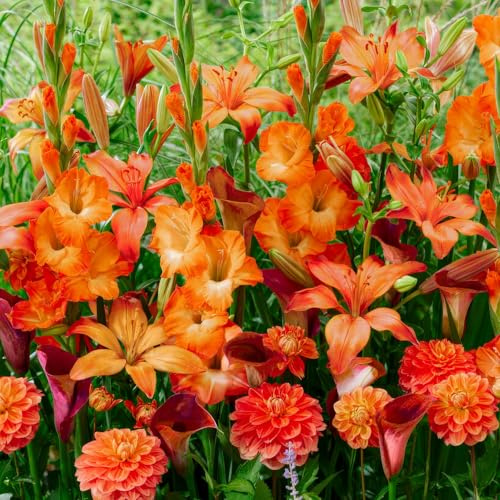 Blumenzwiebeln Mehrjährig Winterhart - Sommerblumen Orange Garden Kollektion - 25 Knollen - Gladiolen/Dahlien/Lilien/Calla - Echte Pflanzen aus Holland für Garten, Topf und Balkon