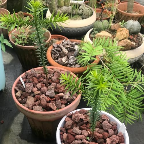 Araucaria, bonsaibaum Araucaria Araucana, exotische baumsamen gartenpflanzen winterhart mehrjährig 35Samen