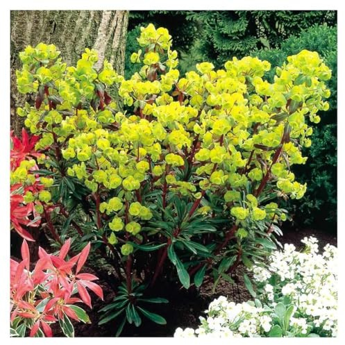 Stauden Gänge 10 x Euphorbia amygdaloides 'Purpurea' winterhart | Rote Staude für Sonne bis Halbschatten, Blüte April bis Juni, mehrjährig, 9x9 cm Topf