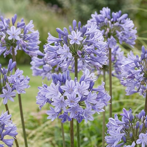 Afrikanische Schmucklilie Winterhart Pflanze - Blau Blumen - 3 Stück - Stauden Winterhart Mehrjährig - Echte Pflanze aus Holland - für Topf und Garten (keine Samen, nicht künstlich)