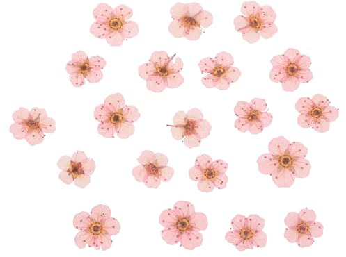 PATIKIL Getrocknete Gepresste Blume, 60 Stück für Harz DIY Basteln Nagel Kunst Karten Scrapbooking Schmuck Herstellung Blumendekorationen, Hellrosa