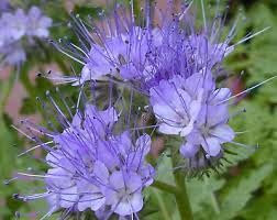 Green Manure Phacelia tanacetifolia Lavender-Blue 980 Seeds