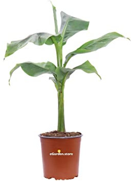 Pianta di Banano Nano Pianta di Musa Basjoo Sakhalin pianta di banana da esterno pianta da interno pianta vera ornamentale venduta da eGarden.store