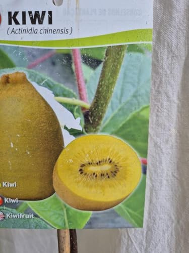 Albero Kiwi giallo (femmina) Albero di 2 anni. Spazzolino. 150 cm al + fertilizzante