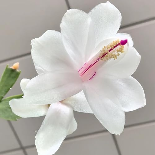 weihnachtskaktus pflanze samen topfpflanzen draußen winterhart sukkulenten weihnachtskaktus samen winterharte kübelpflanzen, blumendeko pflanzen für sonnige plätze, succulent saatgut 150pcs