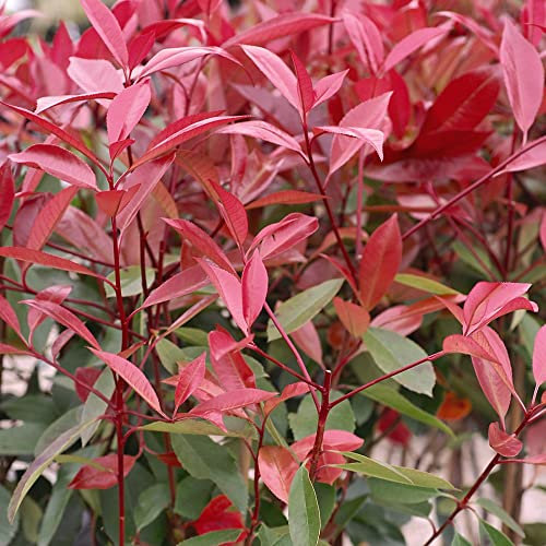 Photinia x fraseri 'Red Robin' – Evergreen Shrub with Scarlet Spring Foliage, Creamy White Flowers, Ideal for Hedges & Low Maintenance Garden - 4X 9cm Potted Plants by Thompson & Morgan