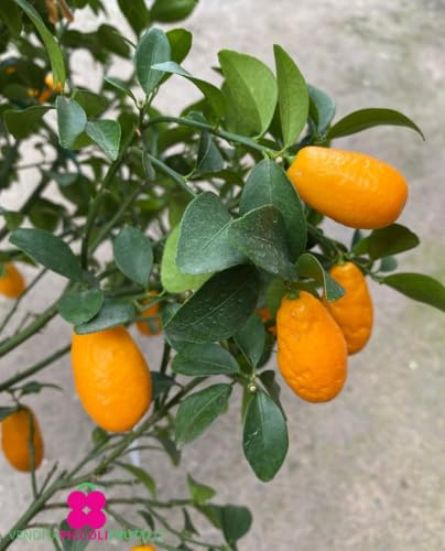 Pianta di LIME SUNRSE Citrus Microcarpa - in vaso: Ø 22 cm - H. 60/70 cm