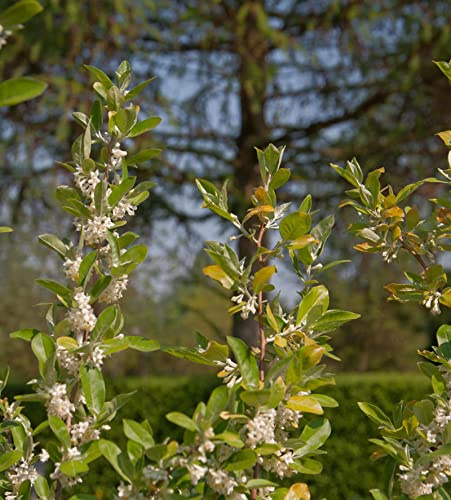 Heckenkirsche MyBerry® Bee 30-40cm - Lonicera kamtschatica - lebende Gartenpflanze aus den Baumschulen