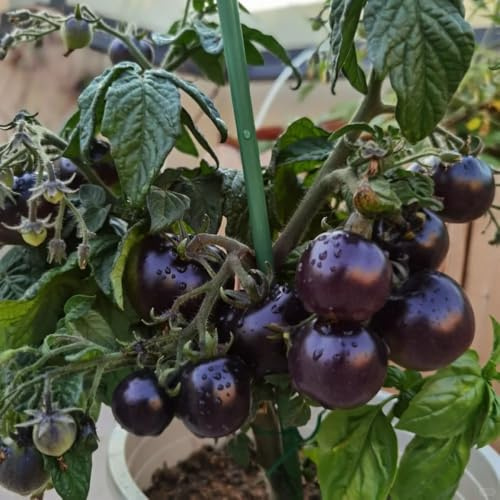 tomatensamen alte sorten, bodendecker winterhart mehrjährig garten, exotische seltene 600pcs
