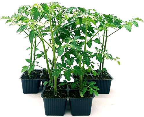 POWERS TO FLOWERS - POMODORO CILIEGINO NERO, 12 PIANTE BIO, Piante vere