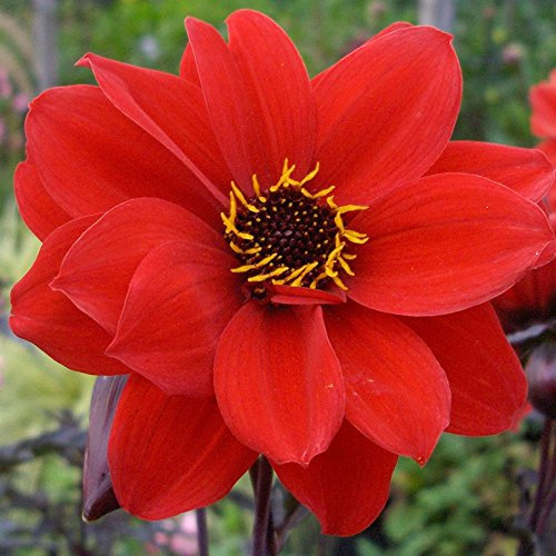 Dahlia 'Bishop of Llandaff' – Striking Scarlet Blooms with Dark Foliage, Perfect for Summer Gardens and Cut Flowers by Park Farm Plants (3 x Plug Plants)