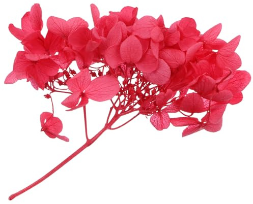 Uonlytech Fleurs D'hortensia Séchées Naturelles Grosse Taille Matière Immortelle pour Loisirs Créatifs DIY Décoration Maison Coffret Présent Rouge