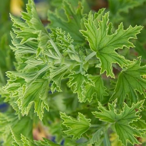Planta Viva del Geranio Limonero Pelargonium Citrodorum Planta para Huerto y Jardín