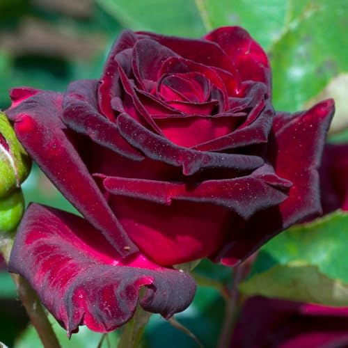 YouGarden Rose 'Black Baccara', Established Rose in 4L Pot, Ready For Planting, For Pots, Beds, and Borders