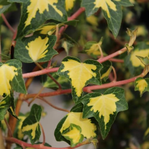 Gardenaria Edera Hedera helix 'Goldheart' Pianta Rampicante Ornamentale da Esterno, Verde e Giallo Brillante, 180/200 cm (Vaso 24)
