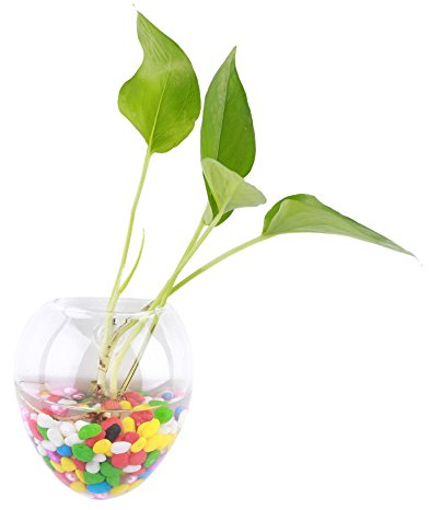 Fdit Vasi vetro contenitore da appendere a forma di cipolla Air terrario per vasi da fiori/fioriera di acqua, parete 6