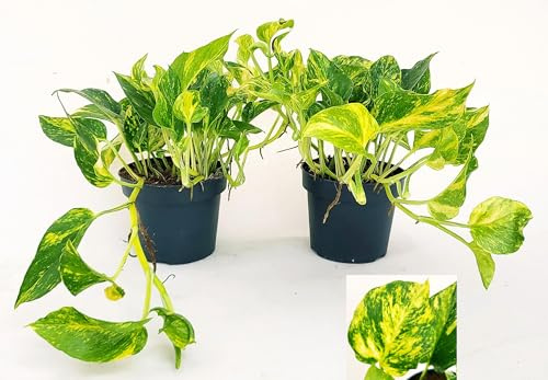 POWERS TO FLOWERS - POTOS HICOLOR, EPIPREMNUM, 2 PIANTE, Vaso 13cm, Piante Vere
