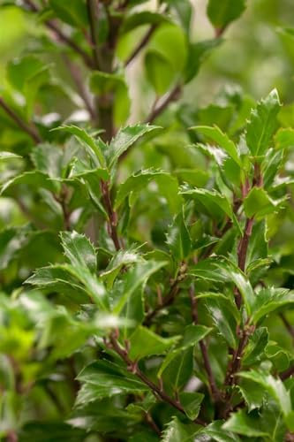 Ilex meserveae 'Heckenfee' 80-100 cm – Winterhart, Immergrün, Pflegeleicht – Stechpalme – Heckenpflanze für Garten & Sichtschutz