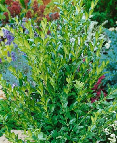 Buxus sempervirens 'Raket' 40-50 cm - Buchsbaum, immergrün, ideal für Hecken und Formgehölze, pflegeleicht, winterhart