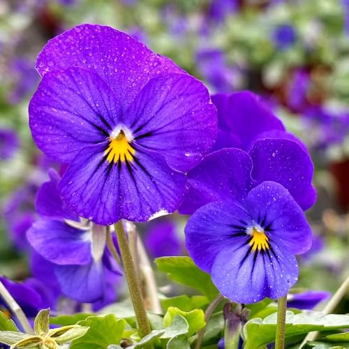 Semi di viola cornuta resistenti, Le sono perenni resistenti Viola cornuta, decorazione, campo di giardino, 550pcs
