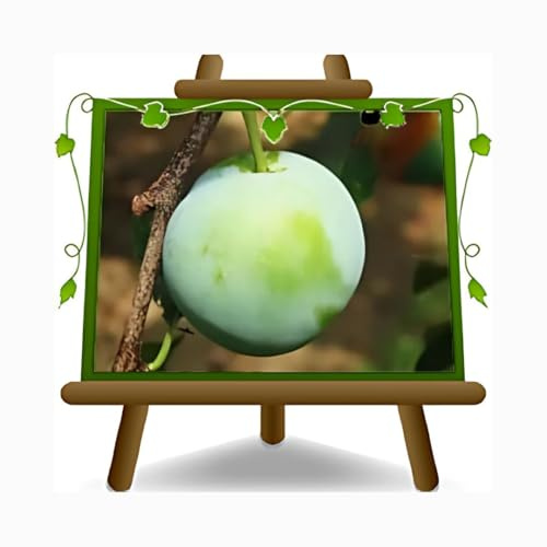 Prunier reine Claudia vert Plante Fruitière Ancienne Âge 4 ans