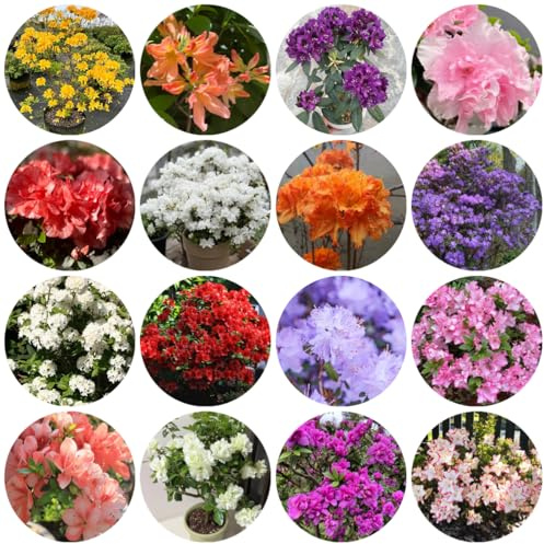 semi resistenti di azalea da giardino, arbusti resistenti alla di rododendro, esotiche, primaverili, 300pcs