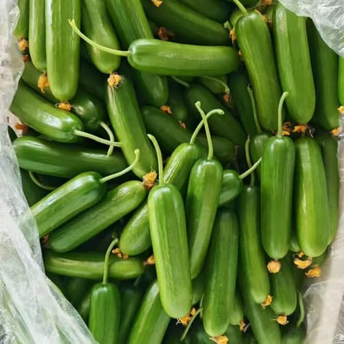 pepinos semillas de pepino semillas de hortalizas resistentes pepinos ensalada variedades raras antiguos Camas elevadas el jardín resistentes jardines rocas 600semillas