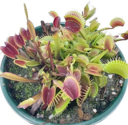 Planta Carnívora Natural - Dionaea Muscipula - Venus Atrapamoscas