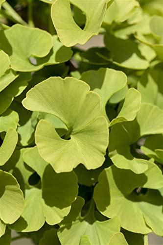 Zwerg-Ginkgo Ginkgo biloba Mariken Stamm 80 cm Zierbaum winterhart | Kompakter Wuchs, ideal für Kübel und Garten, robust, dekorative Krone, herbstliche Goldfärbung, langlebig