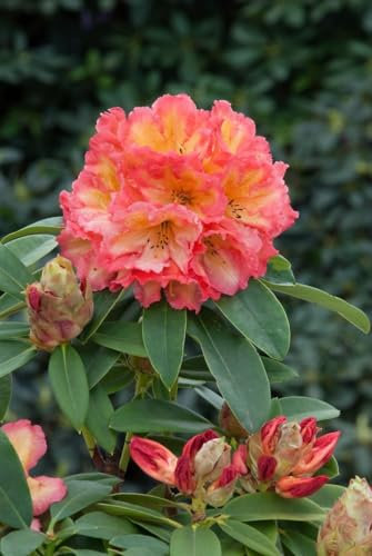 Rhododendron Hybr. 'Sun Fire' 40-50 cm - Rhododendron, leuchtend gelbe Blüten, Blütezeit Mai-Juni, ideal für Halbschatten, immergrün, winterhart