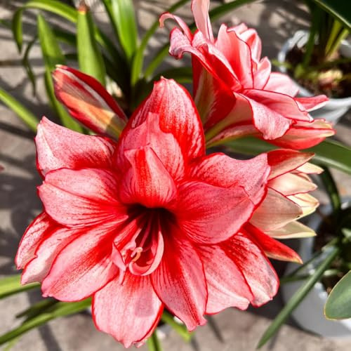 bulbo de amarilis, raras perennes resistentes decoración jardín exterior 6pcs