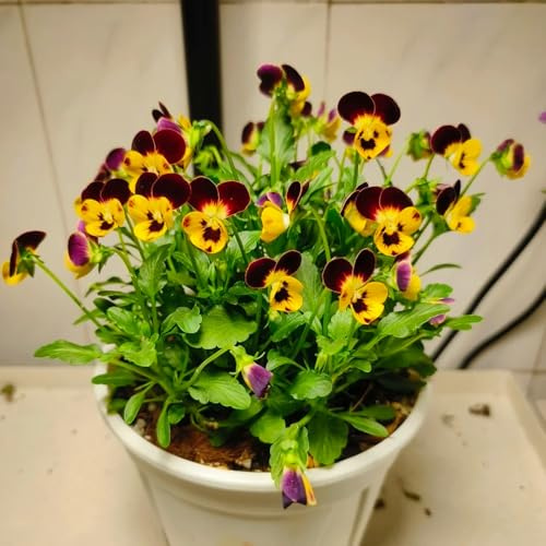 semi di viola del pensiero, d'appartamento esotiche tappezzanti d'appartamento decorazione del soggiorno resistenti varietà antiche 500pcs