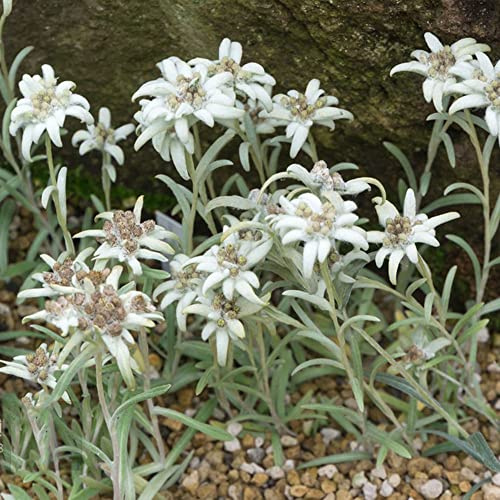 semi resistenti stella alpina, esotiche decorazione in serra balcone 150pcs