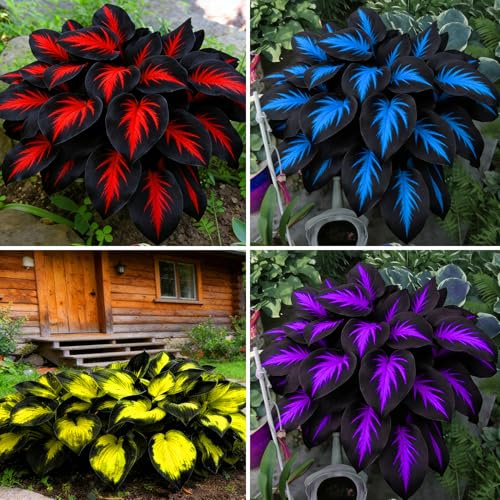 Mixrug Mix Hosta Seeds for Planting, 280+pcs Rare Perennial Hosta Flower Seeds Plants, Non-GMO Heirloom Long Blooming Shaded Entry Pathway Flowers for Garden Outdoors