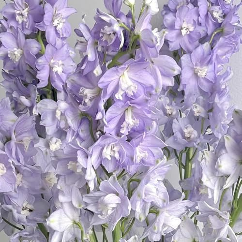 Semi di Delphinium - Le perenni sono Larkspur - semi di regali sostenibili regali 100pcs