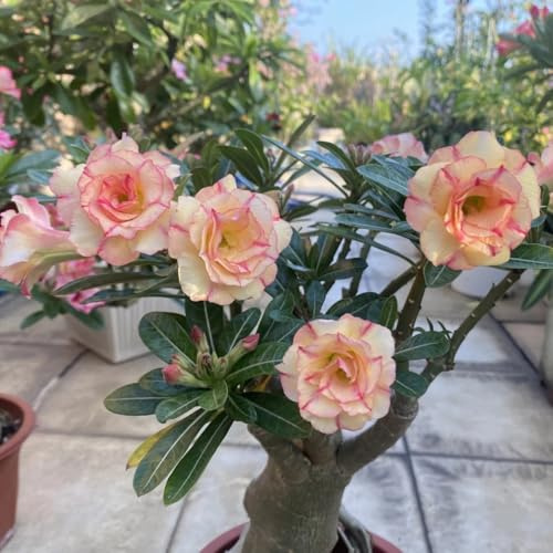Tubérculos de Rosa del desierto resistentes - Con rizoma saludable para plantación en exteriores e interiores-1Tubérculos-F