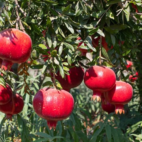 Melograno acquistare letto elevato nano giardino rocce colonnari resistenti all'aperto semi organici ufficio 1000pcs