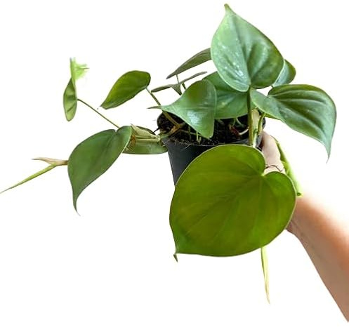Philodendron Scandens Natural Planta de Interior Fácil de Cuidar con Hojas Colgantes
