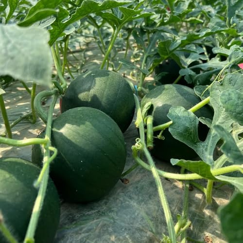wassermelone obstbaum pflanzendeko melonen pflanztopf bio winterharte stauden mehrjährig balkon deko melonensamen säulenobstbäume biosaatgut zimmerpflanzen melonenpflanzen obstpflanzen 550samen