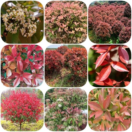 Semi di Photinia Red Robin per i luoghi soleggiati semi di siepe, esotico raro resistenti per giardini rocciosi giardino 1000pcs