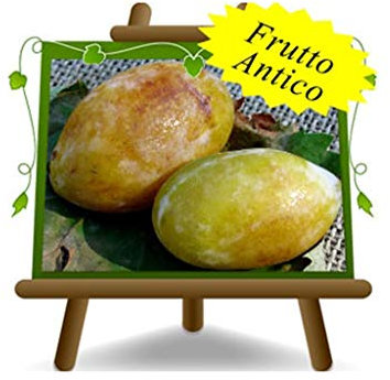 Ciruela pappagona - Planta frutal en maceta 26 injertado Portainjerto - árbol max 180 cm - 4 años