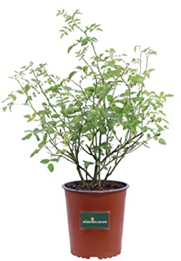 Pianta di Rosa Canina o Selvatica pianta da esterno da giardino pianta vera ornamentale da fiore venduta da eGarden.store