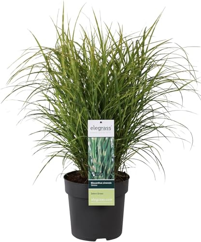 Miscanthus sinensis – 60 cm – Ø23 – pianta da esterno erba