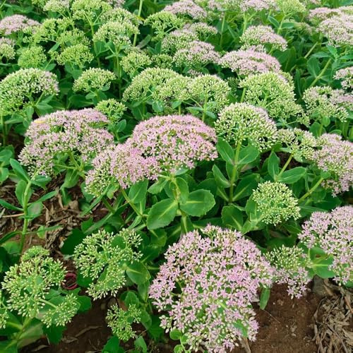 Semillas de sedum, semillas de prados de jardín de resistentes de exterior semillas orgánicas 100pcs